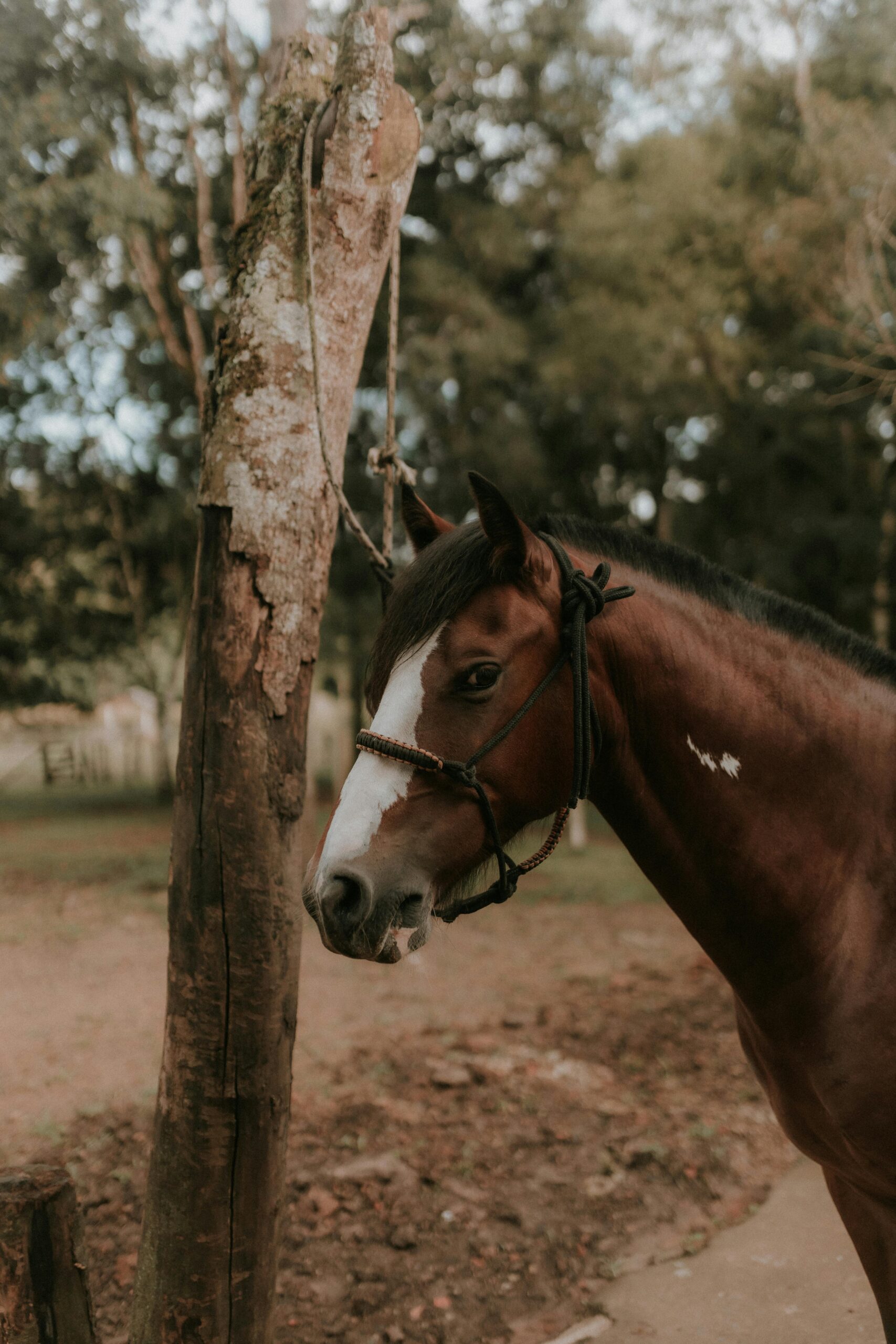 Can You Get a DUI on a Horse in Minnesota?