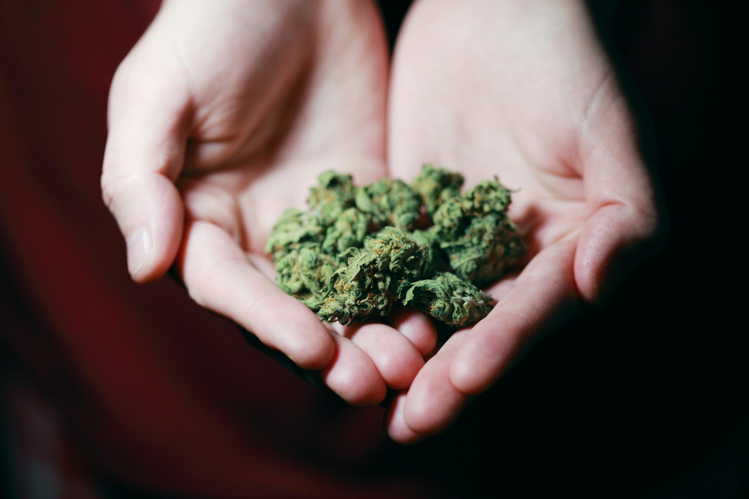High Stakes: Marijuana DWI in Minnesota